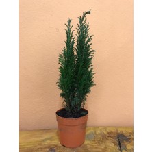 Blush Flower Ellwoodi (Elvudi) Çamı - Salon Çamı