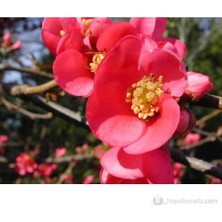 Plantistanbul Chaenomeles- Japon Ayvası- Bahar Dalı