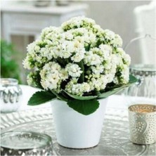Saksılı Beyaz Kalanşo Çiçeği( 5,5 Cm'lik Saksıda )