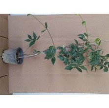 Peyzaj Yağmur 2 Adet Arap Yasemini Fidanı