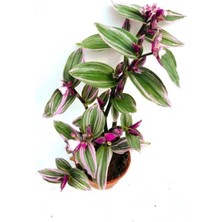 Biorganix Telgraf Çiçeği, Pembe Çiçekli