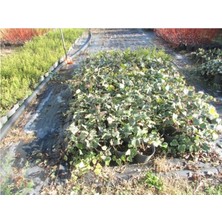 Kuralkan Sarmaşık Hedera Helix Hibernica 50 cm