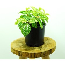 Kösem Botanik Karyağdı Çiçeği - Pilea Cadierei