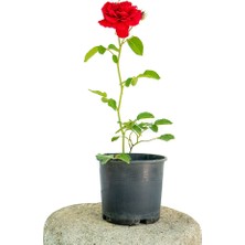 Yerli Fidan Kırmızı Gül
