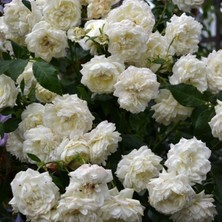 Mutlupaket Tüplü Yediveren Kokulu Beyaz Quen Sarmaşık Gül Fidanı