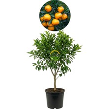 Fidan Sepetim 5 Yaş Aşılı W Murcott Mandalina Fidanı