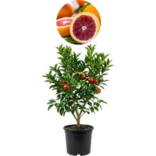 Fidan Sepetim 5 Yaş Aşılı Kan Portakalı Fidanı