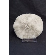Pozitif Doğal Taş Mantar Mercan Dekoratif Parça Mushroom Coral 9dm