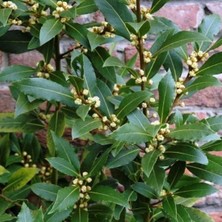 Dilek Fidancılık Defne Fidanı