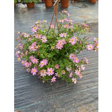 Bidens