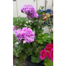 Biorganix Saksılı Lila Sardunya Çiçeği 15-25 cm Potted Lilac Geranium Flower
