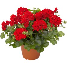 Yalova Fidan Market Sardunya Fidanı ''Kırmızı''