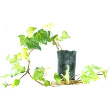 Kösem Botanik Kaya Sarmaşığı