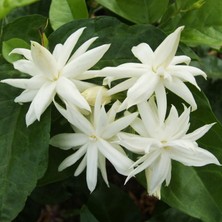 Yalova Fidan Market Arap Yasemini (Jasminum Sambac)