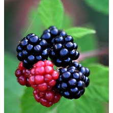 Fidan Sarayı Böğürtlen Fidanı