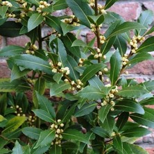 Yavuz Fidancılık Defne Fidanı