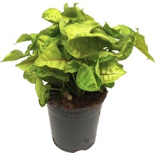 Palmiye Syngonium Podophyllum 14 cm Saksıda