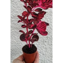 Biorganix Cingene Çingene Şalvarı Bitkisi Iresine Herbstii 8.5 cm Saksida