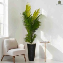 170|175CM Yapay Areka Ağacı Bitkitürk Tasarım