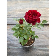 Kırmızı Gül Saksılı