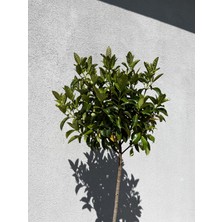 ERG Peyzaj Tijli Kartopu