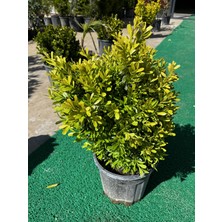 ERG Peyzaj Osmanlı Şimşiri