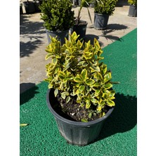 ERG Peyzaj Bravo Taflan