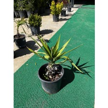 ERG Peyzaj Yucca-Yuka