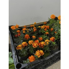 ERG Peyzaj Kadife Çiçeği