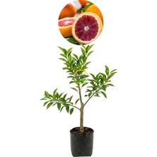 Fidan Sepetim 3 Yaş Aşılı Kan Portakalı Fidanı