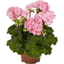 Nandina Botanik Canlı Saksılı Sardunya Çiçeği Fidanı-Pudra Pembe