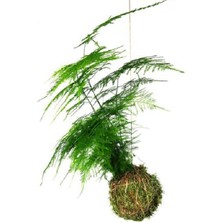 Berceste Peyzaj Asparagus  -Kokedama  Asparagus - Ev Ofis Salon Bitkisi
