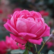 Floramut Tüplü Gül Suyu Yapılabilen Pembe Gül Fidanı