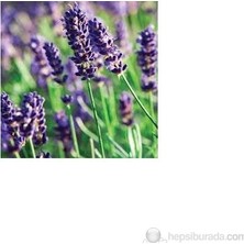 Plantistanbul Saksında Lavanta Lavandula İntermedia İthal