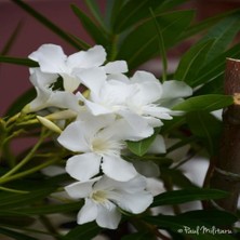 İdeasepet Tüplü Assato Beyaz Çiçek Açan Zakkum Fidanı