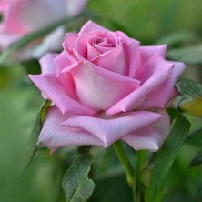 Baktar Tüplü Yediveren Kokulu Katya Şeker Pembe Gül Fidan