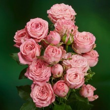 Mimoza Yediveren Yavruağzı Katmerli Sarmaşık Gül Fidanı 15-25 cm