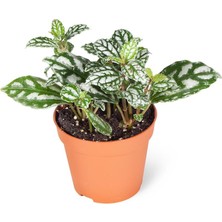 Sff Moda Pilea Cadierei 8,5cm Ø - Yeşil Bitki