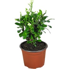 Bitki Fidanım Efhorbia-Dikenler Tacı Çiçeği Beyaz Çiçekli