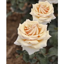 Valencıa Aşılı Açık Köklü Gül Fidanı