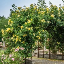 Mimoza Yediveren Sarı Katmerli Sarmaşık Gül Fidanı 15-25 cm