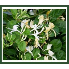 Plantistanbul Lonicera Caprifolium (Hanımeli) Fidanı