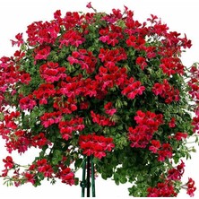 Rüzgar Botanik Kırmızı Sakız Sardunya Çiçeği Fidanı 10CM-30CM