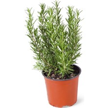 Sff Moda Rosmarinus Officinalis | Biberiye 15CM Ø - Yeşil Bitki