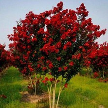 taşkar peyzaj Oya Ağacı Fidanı Kırmızı  70-100 cm
