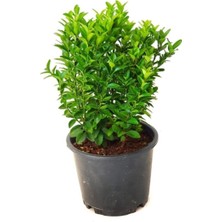 Yeşil Sütun Taflan Dekoratif Bitki