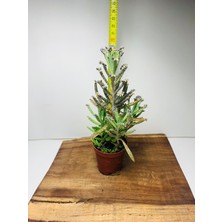 Folium Botanik Kalanchoe Delagoensis Aşkın Gözyaşı Sukulent