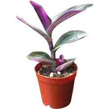 Socactus Tradescantia Zebrina - Kaktüs Sukulent