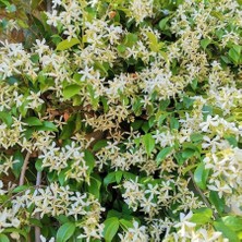 İdea Pazar Tüplü Yoğun Kokulu Arap Yasemini Fidanı