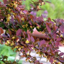 Mutlupaket Tüplü Kırmızı Berberis Thunbergii Kadın Tuzluğu Fidanı